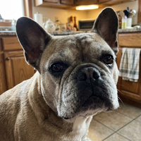 Tawny P. — Ella, 10, French Bulldog