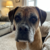 Tom R. — Cooper, 10, Boxer
