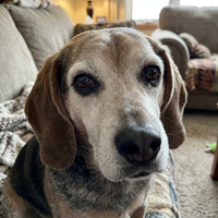 Jessica L. — Marley, 12, Beagle