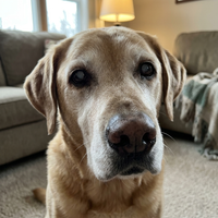 Marcia T. — Bailey, 13, Lab mix