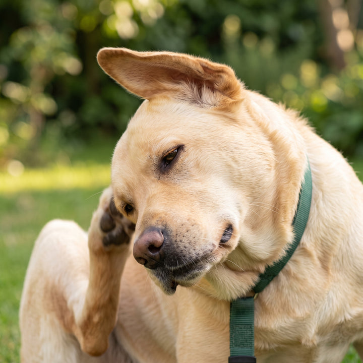 Dog scratching its side with a back leg