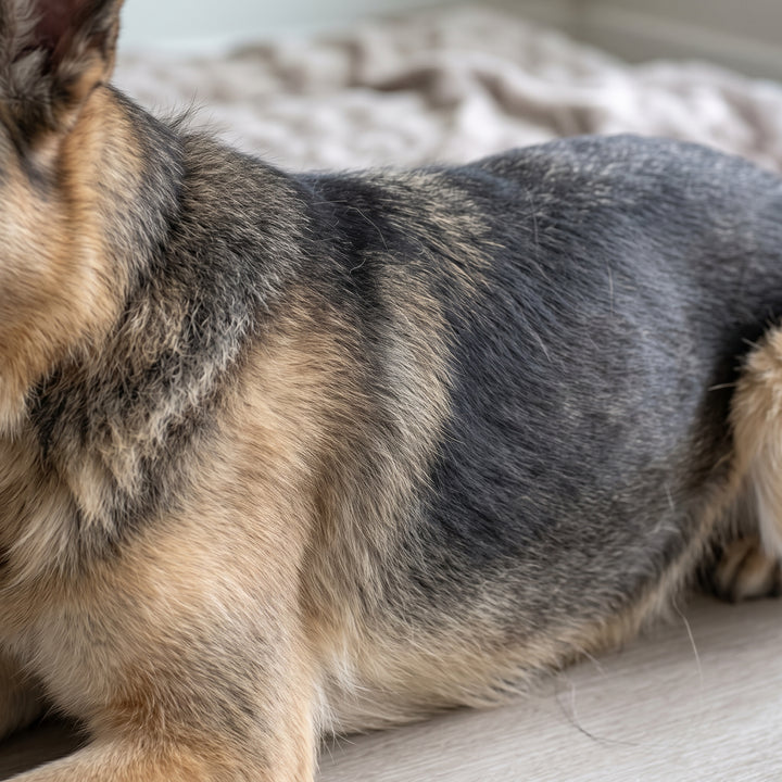 Dog with a dull, thinning coat