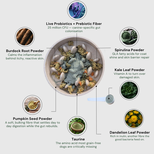 Daily Superfood Greens Powder for Dogs