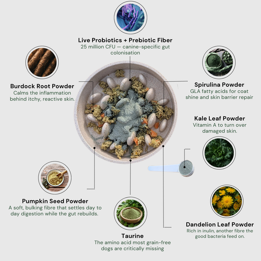 Daily Superfood Greens Powder for dogs