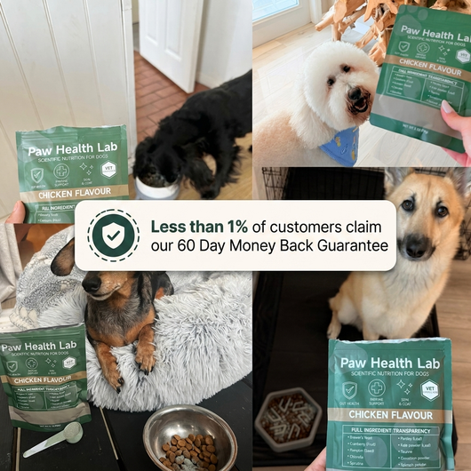 Daily Superfood Greens Powder for Dogs