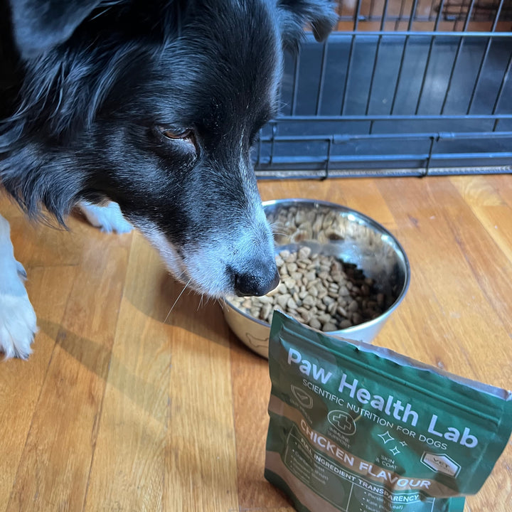 Customer dog with the Paw Health Lab bag
