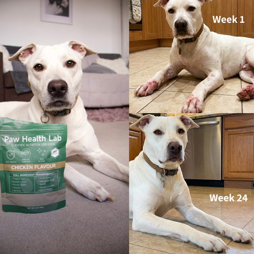 Daily Superfood Greens Powder for Dogs