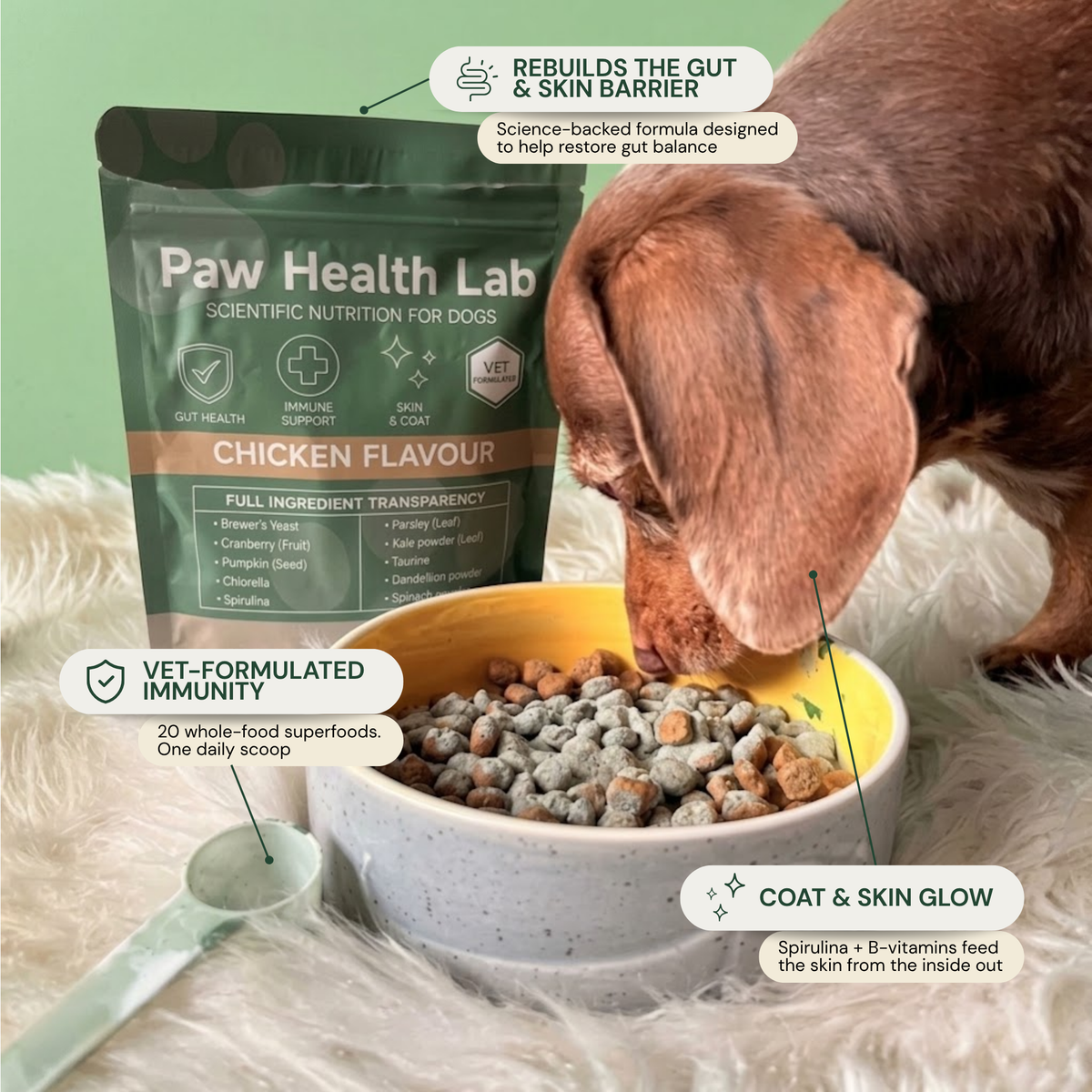 Dachshund eating from a bowl next to a Paw Health Lab Chicken Flavour bag: rebuilds the gut and skin barrier, vet-formulated immunity, coat and skin glow