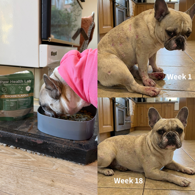 Daily Superfood Greens Powder for Dogs