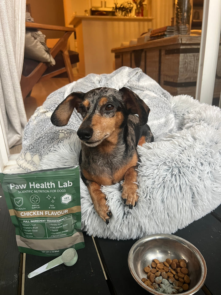 Customer dog with the Paw Health Lab bag