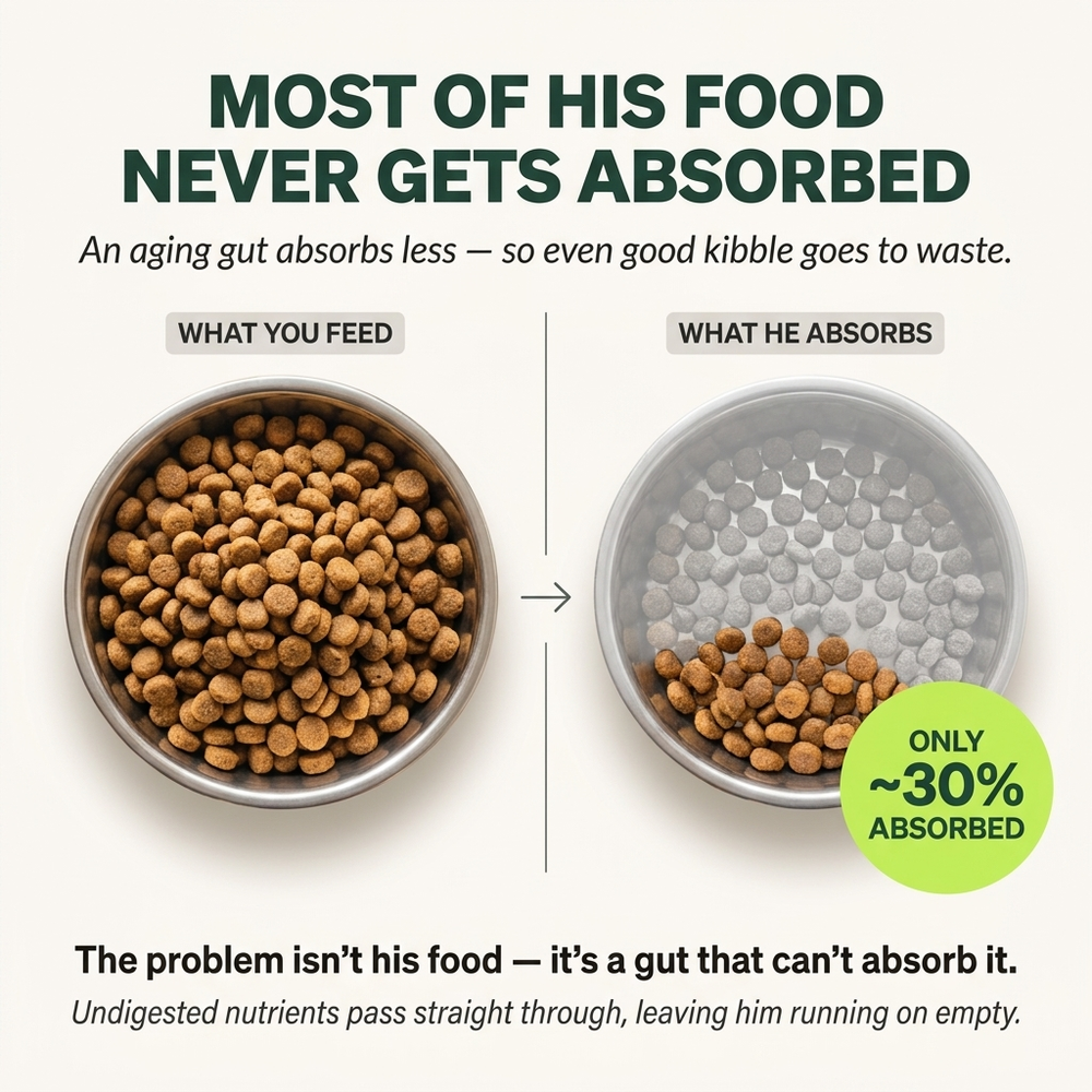 1. It's Not That He's Old. It's That He's Starving on a Full Bowl.