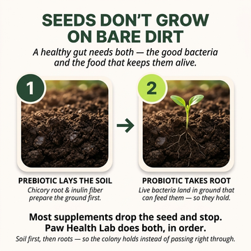 Chicory root / prebiotic fibre