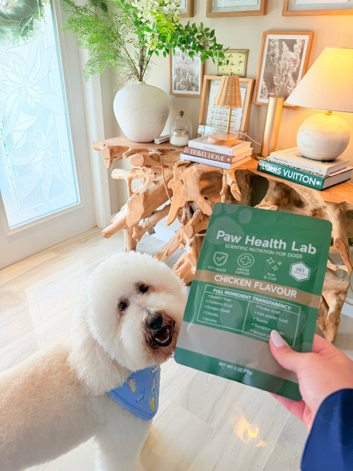 Customer dog with the Paw Health Lab bag
