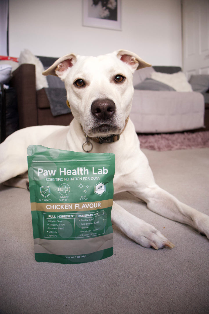 Customer dog with the Paw Health Lab bag