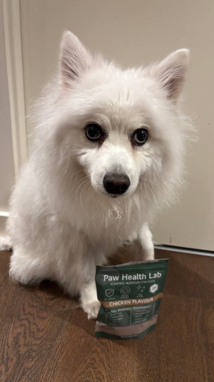 Customer dog with the Paw Health Lab bag