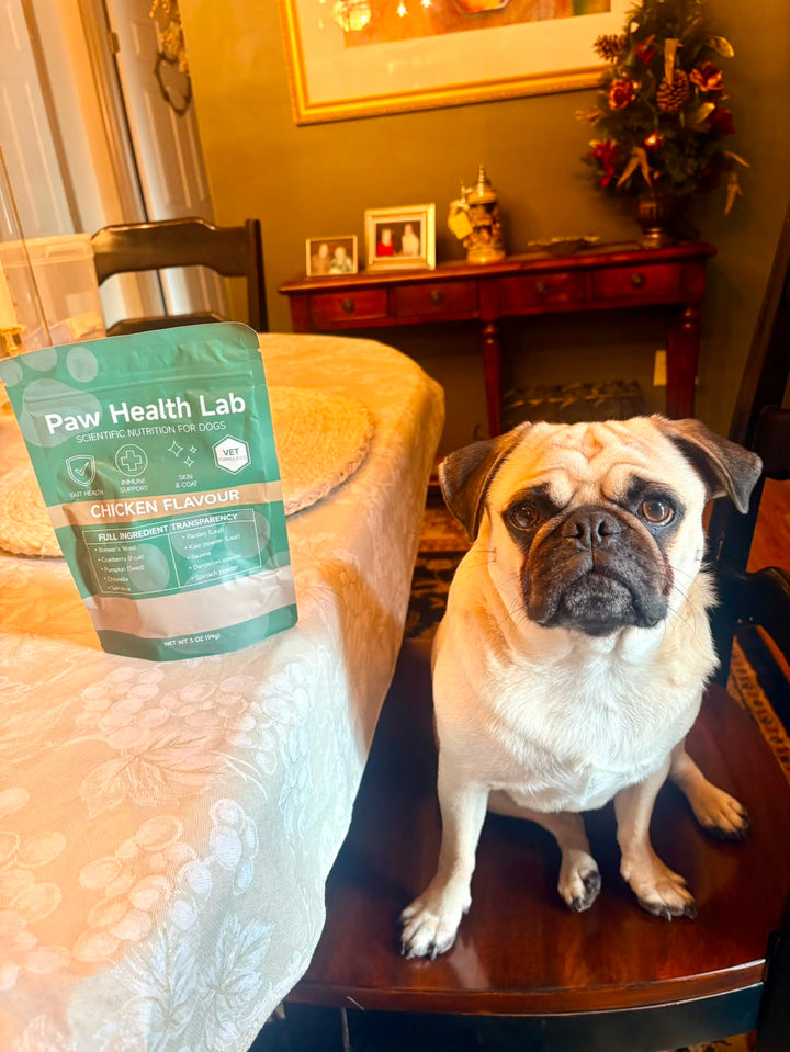Customer dog with the Paw Health Lab bag