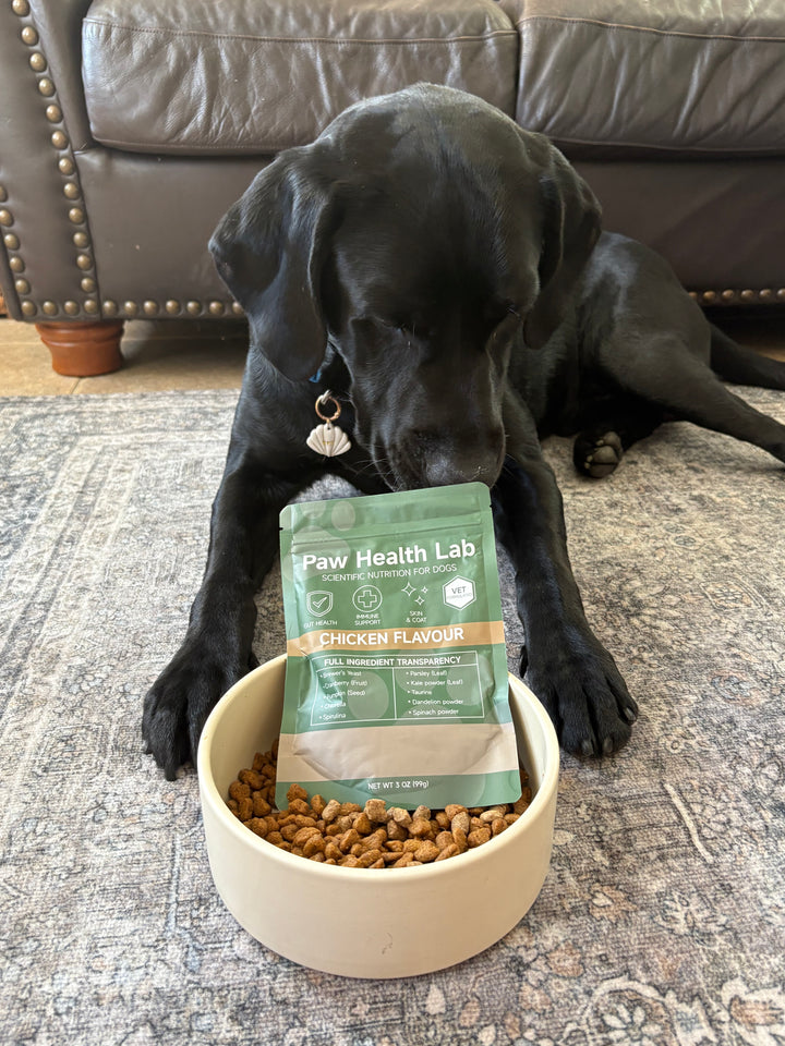 Customer dog with the Paw Health Lab bag